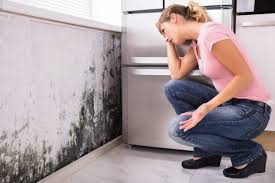 Best Black Mold Removal  in USA